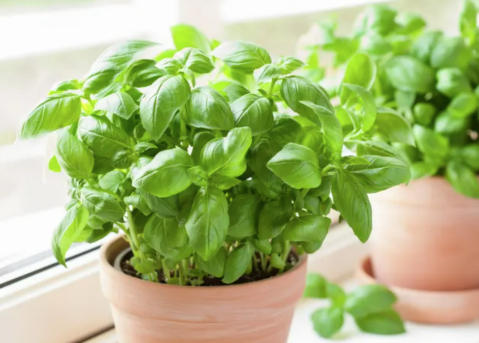 Basil